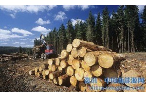 英國(guó)生物燃料熱或威脅森林