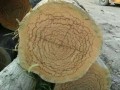 張家港嘯林國際貿(mào)易有限公司-產(chǎn)品圖片