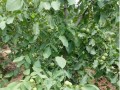 河南省滎陽河陰石榴苗木開發(fā)有限公司-核桃樹苗