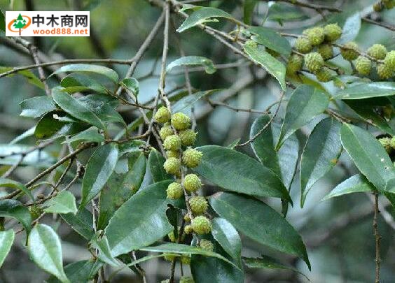 米櫧