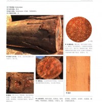 南洋地區(qū)進(jìn)口木材名稱：半果漆