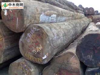 南美蟻木(南美紫檀木、巴西紫檀木)
