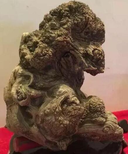 關于崖柏變異瘤的形成與收藏價值，你都懂了嗎？