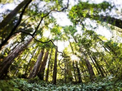 紅木收藏必備知識