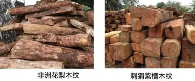 非洲花梨與刺猬紫檀，低價(jià)背后是陷阱！