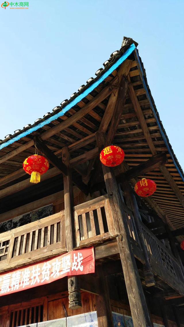 這顆千年金絲楠，長(zhǎng)在桐花寨半界上
