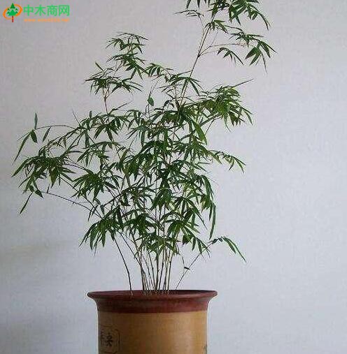 鳳凰竹的變種，高1-2米，稈叢生，枝葉細小，小葉羽狀排列