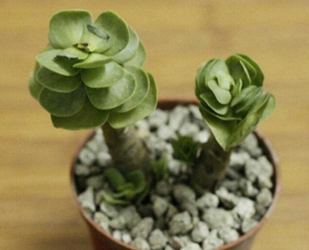 多肉金錢木的生長習性，適合生長的環境