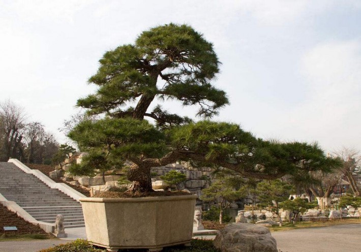 黑松景觀樹怎樣造型？黑松景觀樹的造型技術