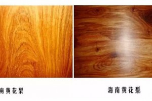 買錯了價格相差幾十倍！6招識別“越黃”和“海黃”給力招式
