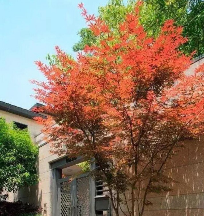紅楓