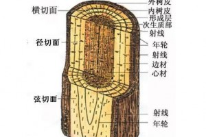 紅木家具中有白皮的存在，還算是紅木家具嗎？