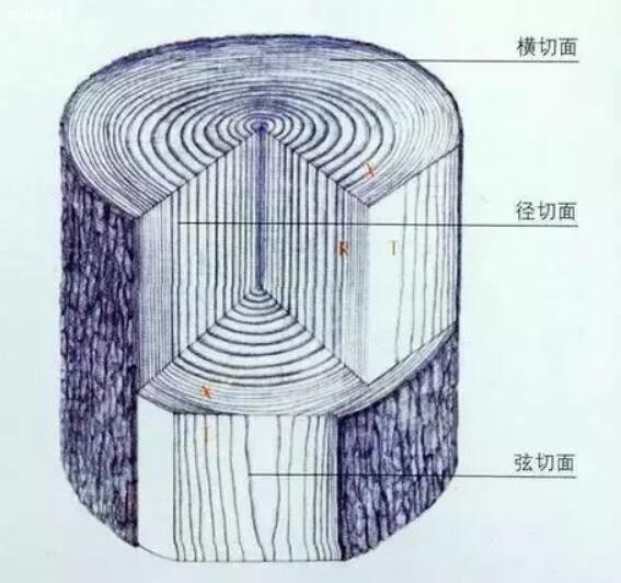 為觀察木材而對木材進行切削的一種方法