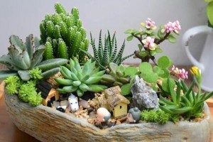 微型盆栽應該如何養護？