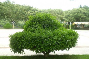 這七種高檔鄉(xiāng)土樹種，值得去種！