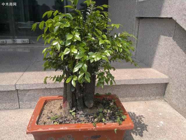 樹更有裝飾性