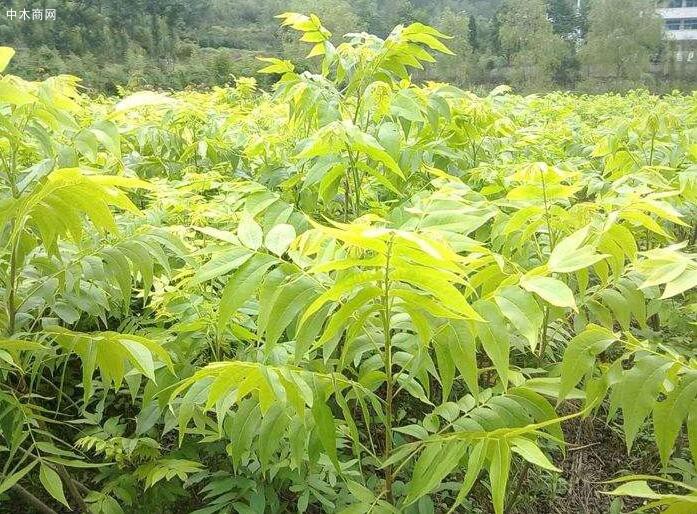 哪里有好的湖北山核桃苗,核桃種苗核桃嫁接苗