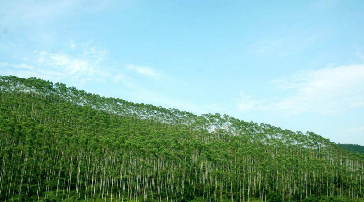 浙江省級(jí)以上重點(diǎn)林業(yè)龍頭企業(yè)已有183家開(kāi)始復(fù)工,復(fù)工率達(dá)到63%