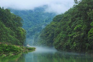 廣西森林覆蓋穩(wěn)居全國(guó)第三木材產(chǎn)量穩(wěn)居全國(guó)第一