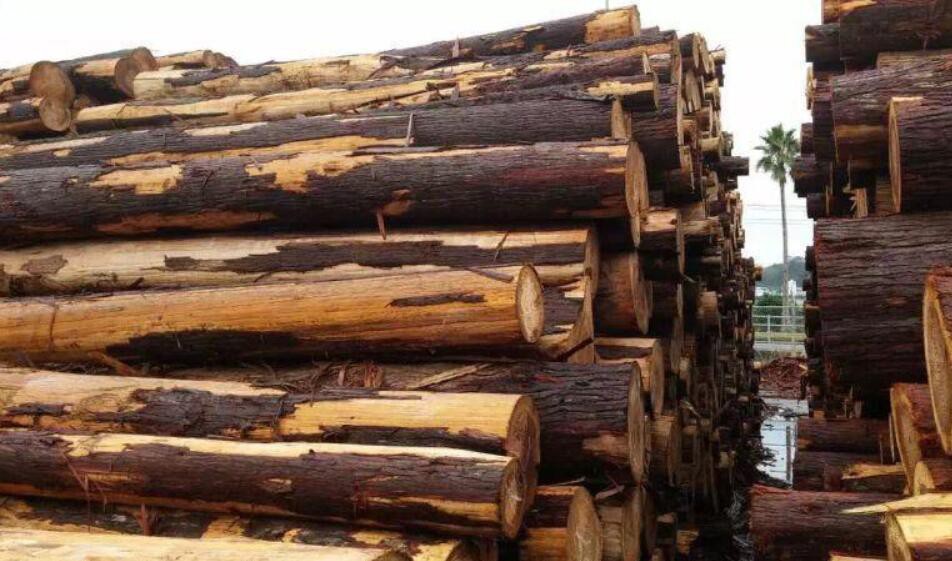 甘肅玉門市對木材經(jīng)營加工場所進行安全生產(chǎn)檢查
