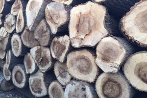 不排除明年2月份國內(nèi)原木供需狀況逆轉的可能
