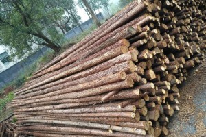 受高溫多雨 7月全國林業采購經理指數環比下降1.6