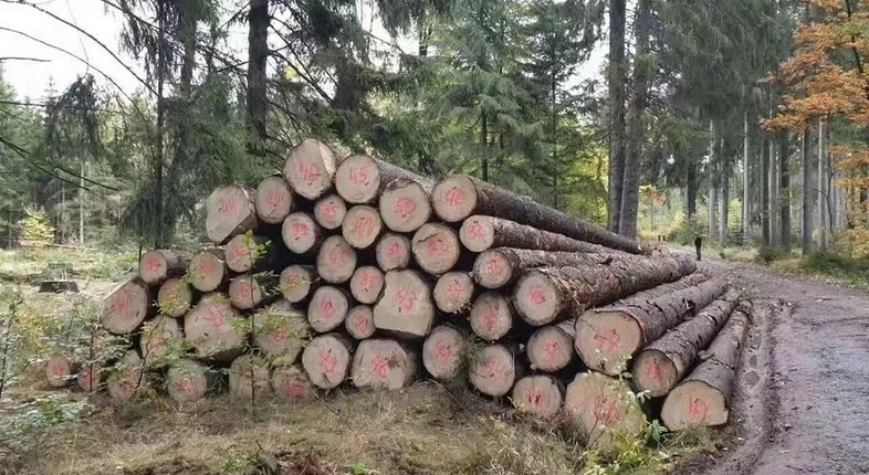 芬蘭九月份原木砍伐量下降